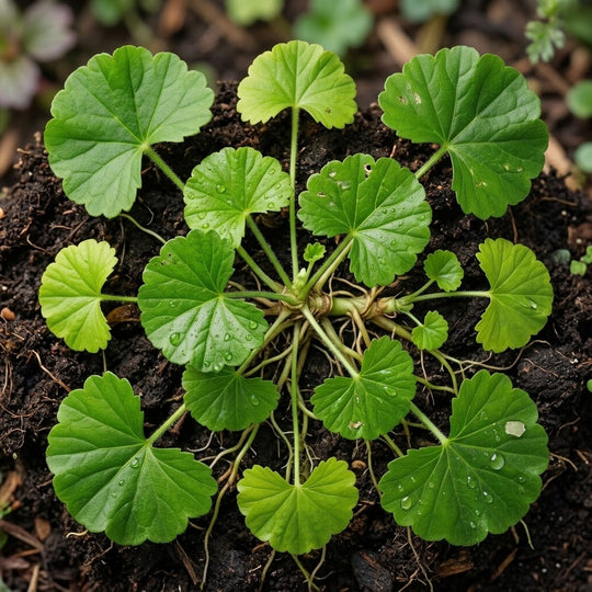 Centella Asiatica