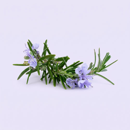 Rosemary Water